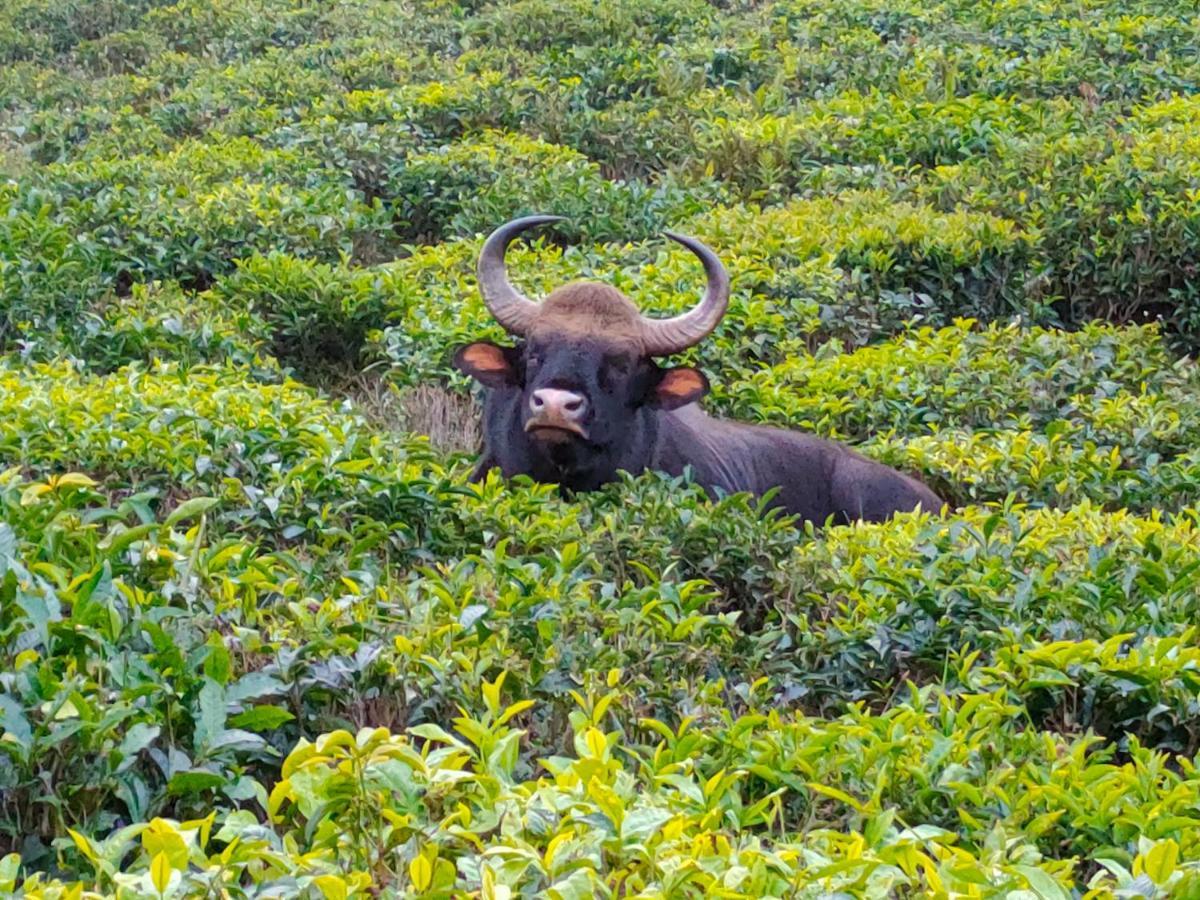 Ark Heritage Coonoor Eksteriør billede